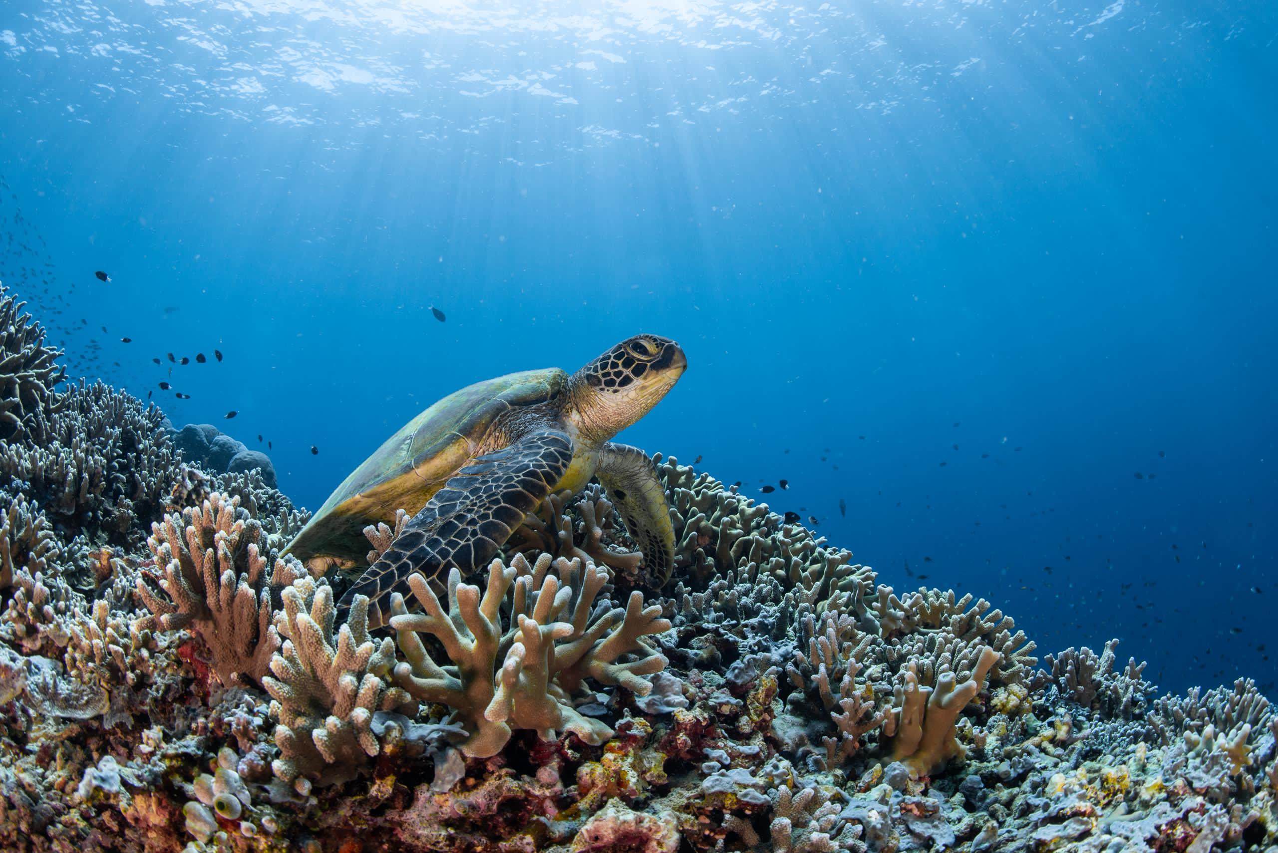 Diving scene 2