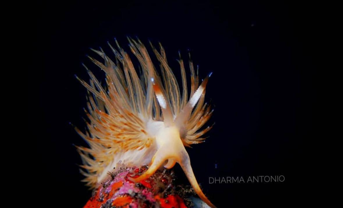 Macro marine life in Tulamben