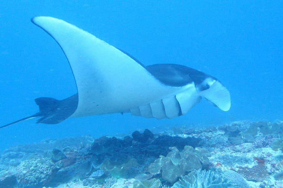 Majestic Manta Ray gliding through crystal clear waters at Nusa Penida