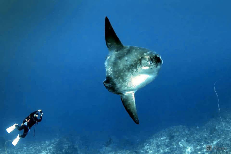 Mola Mola (Ocean Sunfish) in the deep blue waters around Nusa Penida